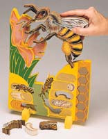 Book Plus Model - Lifecycle of a Bee