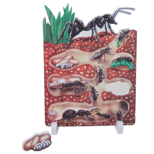 Book Plus Model - Lifecycle of a Ant