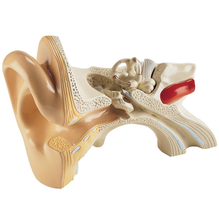 Giant Hands-On Ear