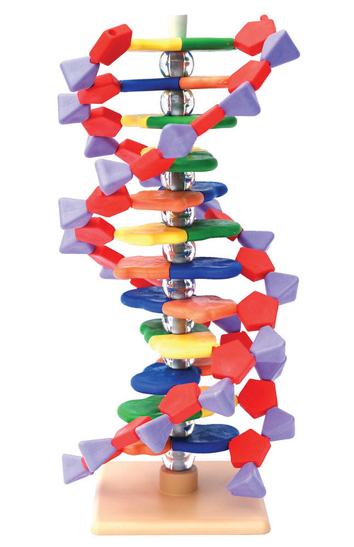 Molymod 12-Layer Mini DNA, 24 H cm